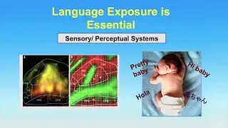 Differences in Language Development and Disorders - Impact of Early Life Deprivation - Paula Tallal