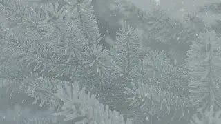 Snowy Fir Tree - HD Video Background Loop