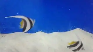 Wave aquarium services. Fish feeding : Schooling banner fish / wimple