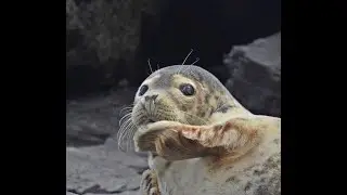 Seals in North Yorkshire