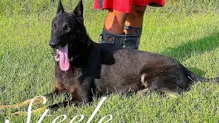 Steele East/Czech Working Line Shepherd