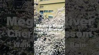 Walk in a Misty Rain / Meguro River Cherry Blossom, the best Sakura place to visit in Japan - 4K/HDR