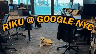GOOGLE NYC WORK VLOG: Первый раз моей собаки в ОФИСЕ!
