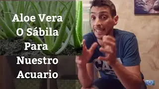 🔵 Como Usar Aloe Vera O Sabila en Tu Acuario (Acuarios MB)