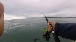 Leerfish on trolling! ( Montenegro - Ulcinj )