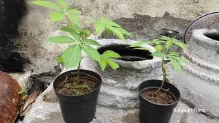 Bombax ceiba - Semal Plant | सेमल के पौधे