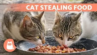 Why Does My CAT Steal My Other CAT's FOOD? 🐱 (Causes and Solutions)
