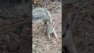 Squirrel sound 🐿️ 🥰