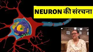 STRUCTURE OF NEURON IN HINDI | NEURON की संरचना