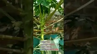 Male Female Papaya Tree Identification #shorts