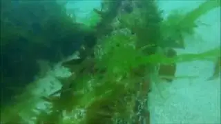 Three cannon on the wreck of the Schiedam (1684), Cornwall, England