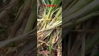 Smart Napier Grass Cultivation System