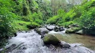 Find calm in silence with soothing river stream in bright forest daylight supporting restful sleep