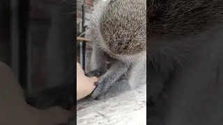 ASMR Baby Monkey Lollipop Gets So Excited Grooming! Little Lips Are Smacking #asmr