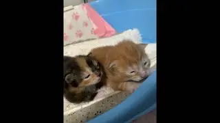 Day 17 with Mama Lulu & Her Kittens: A Daily Life Livestream! 🐈🍼