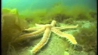 It's Everybody's Sea