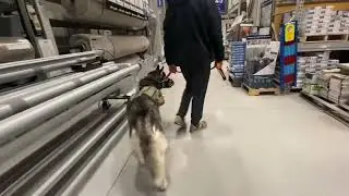Field trip with previously pulling/biting Husky &mdash; Balanced Dog Training