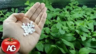 Grandma's way of feeding seedlings with pills. Seedlings are growing like crazy