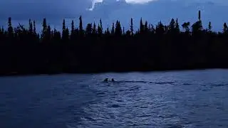 Caribou Crossing Savant Lake Ontario while we were fishing