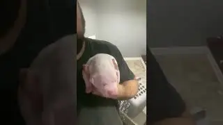 All white Pit bull 2 weeks old.  #puppies #shorts #dog