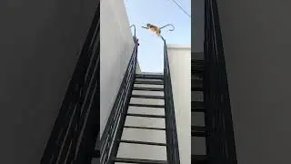 Iron heavy stairs jina#viral #shorts #monkey #fabrication #fabricators #iron#stairs #craft #monkeys