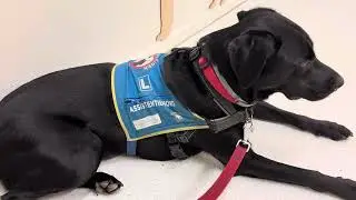 Assistentie hond Ovin bij de dierenarts in Holten 