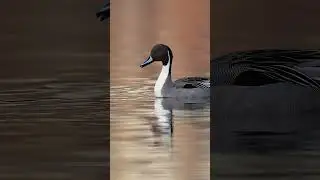Getting the Shot of this Pintail Male Duck  #birds #wildlife