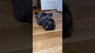 У всех дети, а у меня кот 😊 #shorts #cat #кот