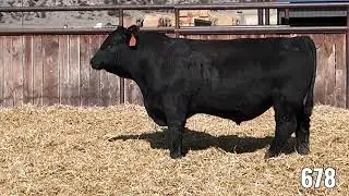 2025 RSG Balancer Yearling Bull 