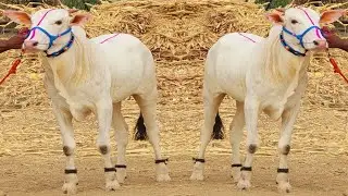 🔥 सांगोला गोवंश बाजार का शेर | Bailgada Race Khillar बैल 💪 | Future Champion Bull 🐂