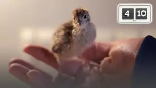 Vetitë shëruese të vezëve të thëllëzave