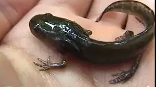 salamander larva - yellow spotted - CTnaturalist