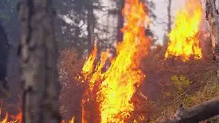 Fireline work in action on the 7 Mile Lookout Fire