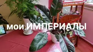 Филодендроны ИМПЕРИАЛЫ. ДВА моих КРАСАВЦА. КАШПО или ГОРШОК для посадки?