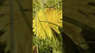 Dandelion pollen bath 🐝 #nature #animals #herbal