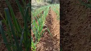 garlic row farming #shortsfeed #shortvideo #youtubeshorts #farming #farming #farm #farm