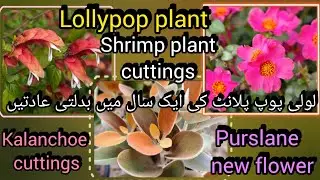 Lollypop shrimp plant or pachystachys care in all weathers/ kalanchoe and pink purslane cuttings 