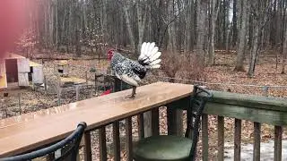 Silver Sebright Rooster Crowing