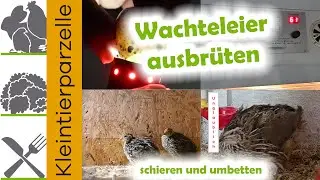 Wachteleier ausbrüten schieren umbetten | Unglaublich diese Wachtelhenne