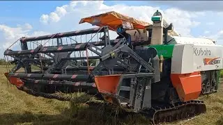 Rice Harvester Kubota DC-105X Cutting Rice Skills, Kubota Machine Khmer Agricultural Farm Working