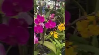 Beautiful flowers/exotic flowers/orchids #flowers#garden#jflower #flowerbeauty