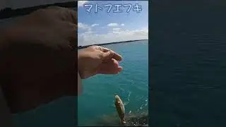 マトフエフキ Thumbprint emperor, Dec. 2025, 宮古列島 #japanfishing #海釣り #沖縄県
