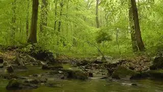 Soft and Gentle Water  Stream Sounds for relaxation and focus