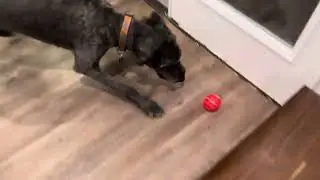 Petdroid round 2&hellip;&hellip;bouncing mode!