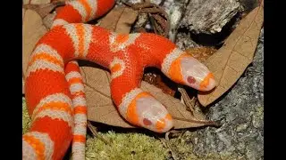 Two headed Snakes or Bicephaly?  Reality or Fake?
