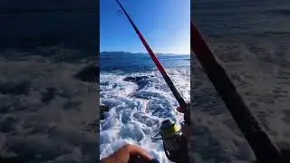 Giant Trevally Hunting