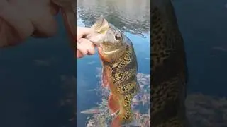 SPEEDY PEACOCK BASS CATCH+RELEASE!🎣 #bassfishing #fishing #fishingshorts #fish #fishinglife #angler