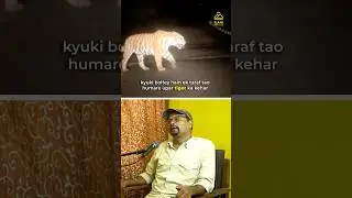 Tiger and Sunder Khal village....#tiger #wildlife #safari