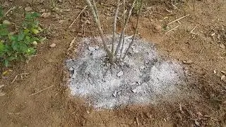 Como Adubar Suas Plantas Com Calc&aacute;rio. Corre&ccedil;&atilde;o Do PH Do seu Terreno. Acides Na Terra Nunca-Mais