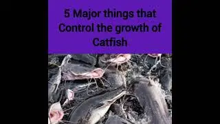 5 major things that control catfish growth